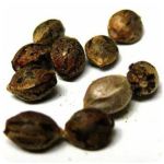 Семена марихуаны АК-47  (Seeds AK-47) в Кстово